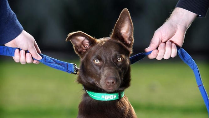 Guarda de Animais de Estimação