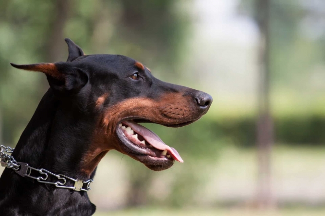 Seu cachorro danificou o patrimônio alheio ou mordeu alguém? É sua responsabilidade!